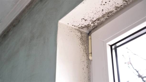 Reliable La Croft, OH Mold Remediation Solutions