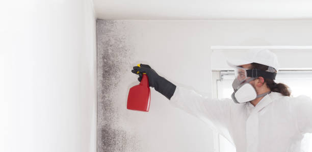 Best Emergency Mold Remediation in La Croft, OH