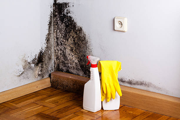 Best White Mold Remediation in La Croft, OH